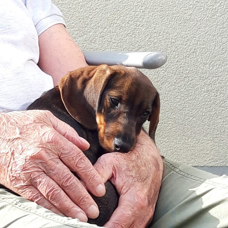 Dackel Lucy als 12 Wochen alter Hunde-Welpe. Gecovert von den Händen des Senior-Chefs, meines Vaters, zu diesem Zeitpunkt an die 90 Jahre alt.