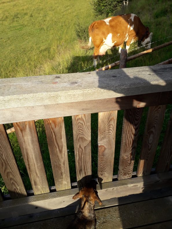 Dackel beobachtet Kuh.