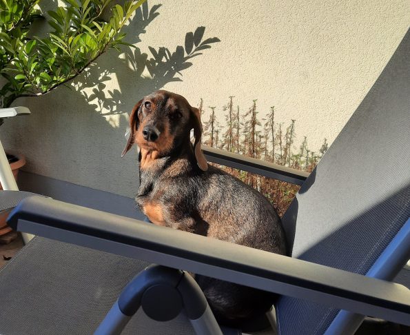 Dackel Lucy sitzt auf einem an sich verbotenen Gartenstuhl und genießt die Frühlingssonne. Auf dem Balkon selbst ist noch keine Sonne, nur auf dem Stuhl. Daher missachtet sie das Verbot, auf den Stuhl zu springen und schaut verständnisheischend in die Kamera.