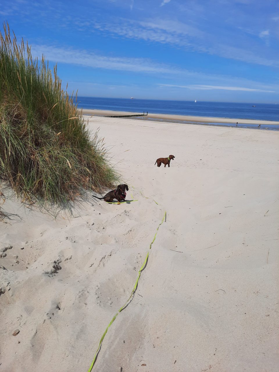 Zwei Hunde im Urlaub am scheinbar endlosen Sandstrand in Holland am Meer