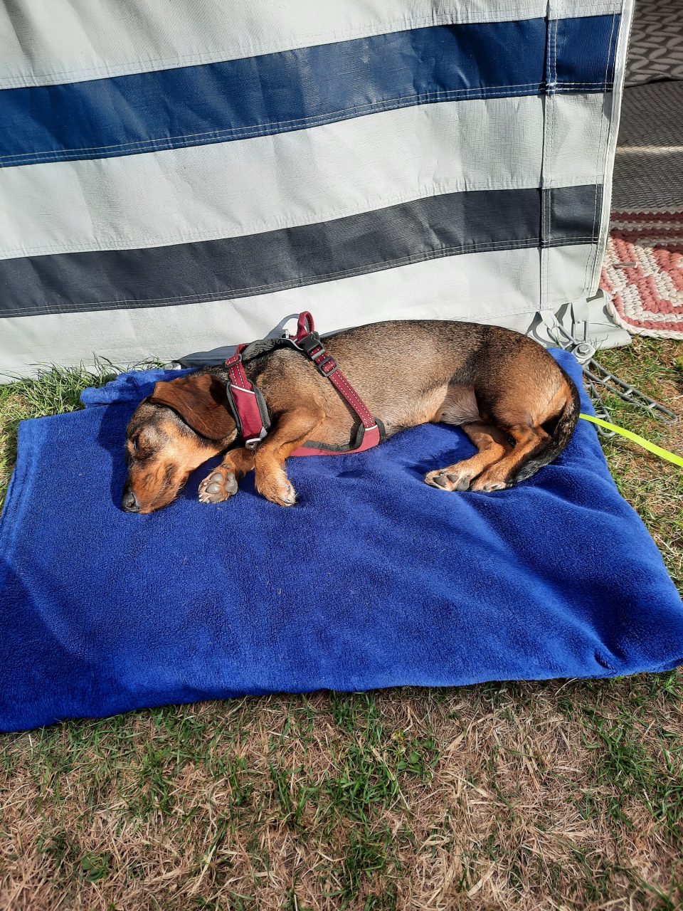 Schlafender Hund im Urlaub in Holland auf dem Campingplatz am Meer